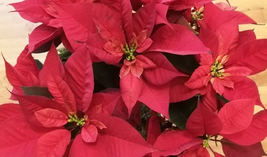 Buon Natale e Felice Anno Nuovo dal Circolo!